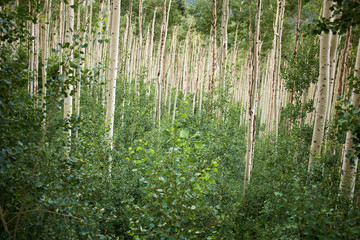 Undergrowth in a grove of young aspen trees