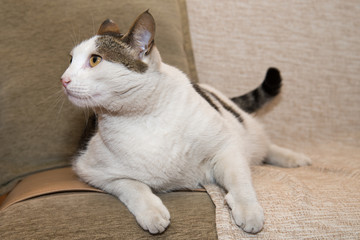 Naklejka premium Portrait of beautiful cat 
