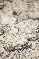 Close-up photo of natural white and black antique stone wall