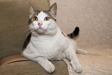 Naklejka premium Portrait of beautiful cat 
