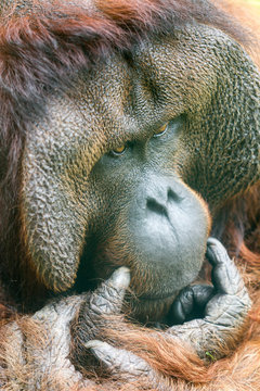 Orangotango fazendo uma reflexão
