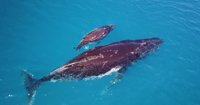 Portrait of a mother whale with its puppy swimming side to side. Concept: Love, nature, family.