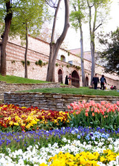 Obraz premium festival of tulips. Park Gulhane. Istanbul. Turkey