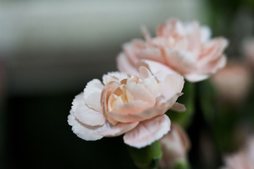 Mini oeillet rose 