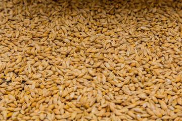 Close-up Dried Barley Malt in a sack for brewing beer
