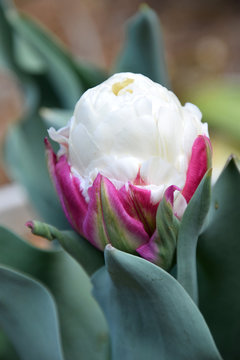 icecream tulip flower / チューリップ・アイスクリームの花