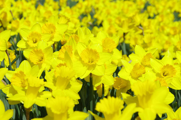 満開に咲く水仙