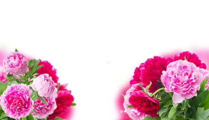 garden of pink peonies