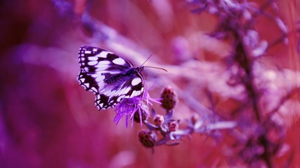 Butterfly on flower in purple color, modern gradient