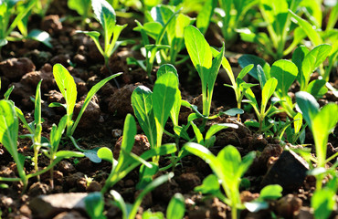Choy sum sprouts growing at vegetable garden