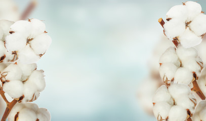 Cotton plant over white background