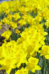 満開に咲く水仙