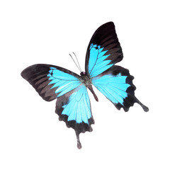 butterfly isolated on white