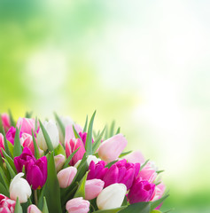 bouquet of pink, purple and white tulips