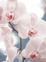 Tender pink phalaenopsis orchid on blurred background. Soft lovely flowers are seen in an artistic composition. Hybrid phalaenopsis, or moth orchid, is the most popular and easy growing orchid