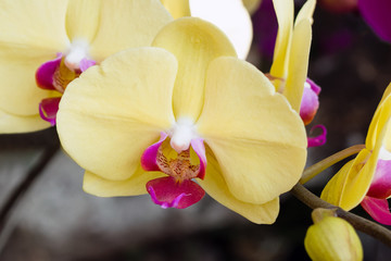 Yellow orchids on a branch closeup in a garden.
