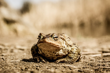 Frog close animal portrait in natural environment near bog