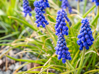 Traubenhyazinthe im Frühling