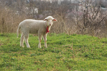 Naklejka premium Sheep and goats graze on green grass in spring 