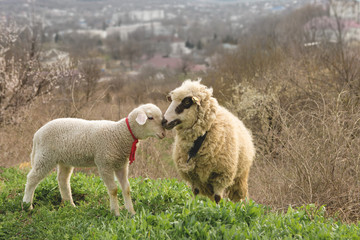 Obraz premium Sheep and goats graze on green grass in spring 