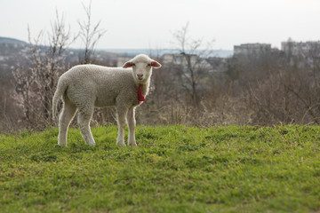 Sheep and goats graze on green grass in spring	