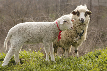 Obraz premium Sheep and goats graze on green grass in spring 
