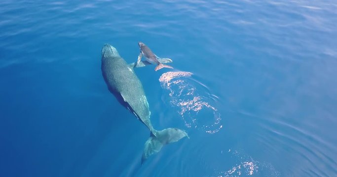 Portrait of a mother whale with its puppy swimming side to side. Concept: Love, nature, family.