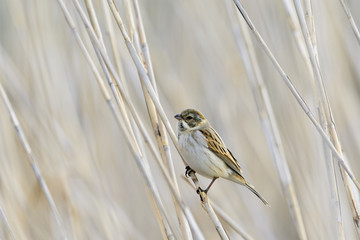 オオジュリン(Reed bunting)