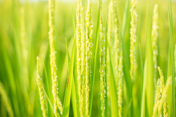 Green Rice Paddy Fields