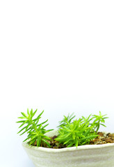 Succulent plant stonecrop, fresh leaves detail of sedum Angelina