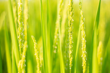Green Rice Paddy Fields