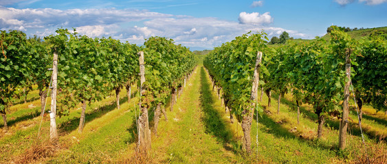 Fototapeta na wymiar Panorama of vine stocks in a vineyard