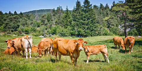Limousine brown cows grazing in a meadow in the mountain, Vercors, France