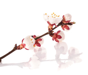 Apricot flowers isolated on white background