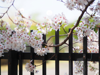 桜とフェンス