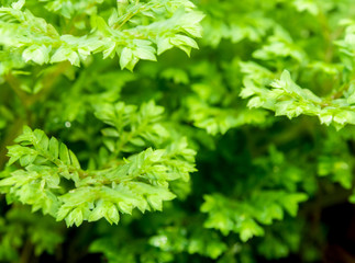 Freshness green leaf of Selaginella involvens fern