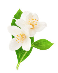 Naklejka na ściany i meble Jasmine flowers isolated on white background