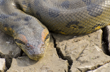 Obraz premium Green Anaconda (Eunectes murinus)