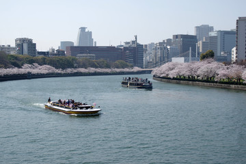 Obraz premium 大阪・毛馬桜之宮公園の桜