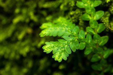 Freshness green leaf of Selaginella involvens fern