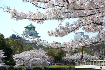 大阪城と満開の桜