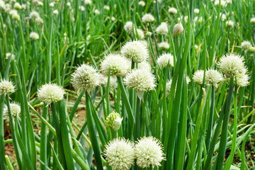 White flowers of green onion on a garden bed on a farm.
