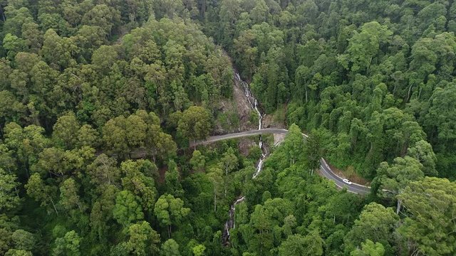 Lush green canopy of rainforest in Dorrigo national park around Newell waterfall and Waterfall road in mountains with passing car traffic.
