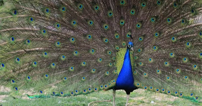 Portrait of a beautiful peacock with feathers out