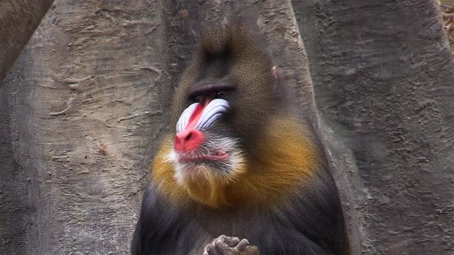 Mandrill (Mandrillus sphinx), colorful monkey
