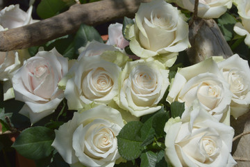 white classic roses in English rose garden / 英国式庭園のクラシックローズ・ホワイト(広角)