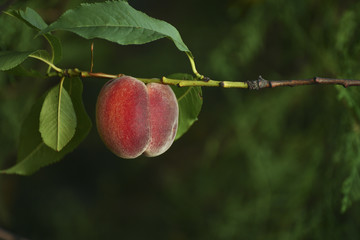 Fruit of a ripe peach on a branch on a dark natural garden background.
