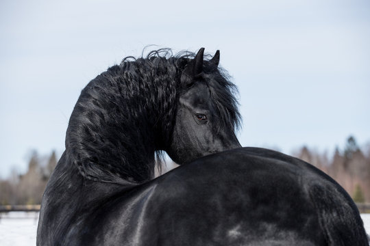friesian