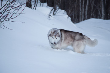 Portrait of beige and white husky dog with snow on the face looking attentively. Dog breed siberian husky is hunting