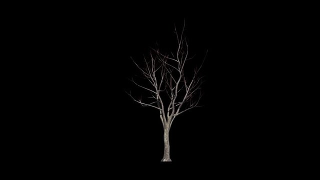 Dead Maple Tree. Alpha Channel Included